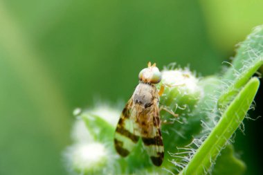 Yakın plan Terellia Ruficauda, yeşil yapraklı meyve sinekleri