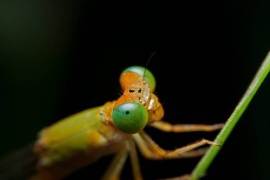 Yakın plan yusufçuk gece vakti