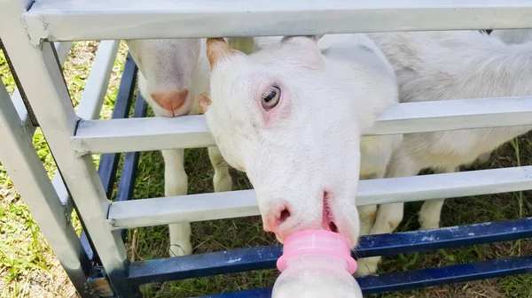小さなヤギにミルクを与え — ストック写真