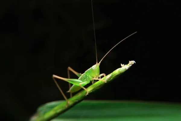 Zblízka Zelený Kobylka Listu — Stock fotografie