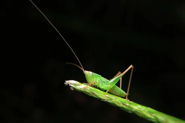 Close Green Grasshopper Leaf — Stock Photo, Image