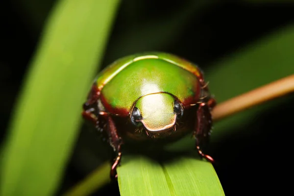 Anomala Close Escaravelho Escaravelho Verde Tailândia Sudeste Asiático — Fotografia de Stock