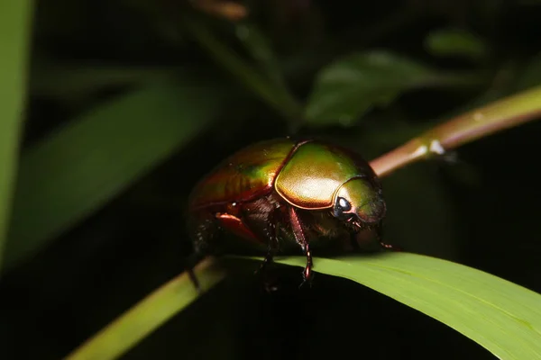 Anomala Close Escaravelho Escaravelho Verde Tailândia Sudeste Asiático — Fotografia de Stock