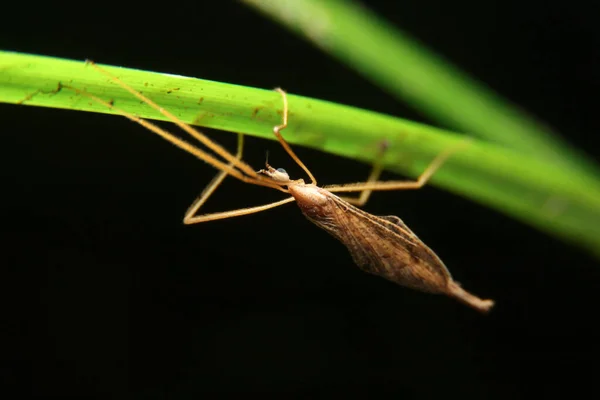 Żuraw Zbliżeniowy Mucha Tipula Platytipula — Zdjęcie stockowe