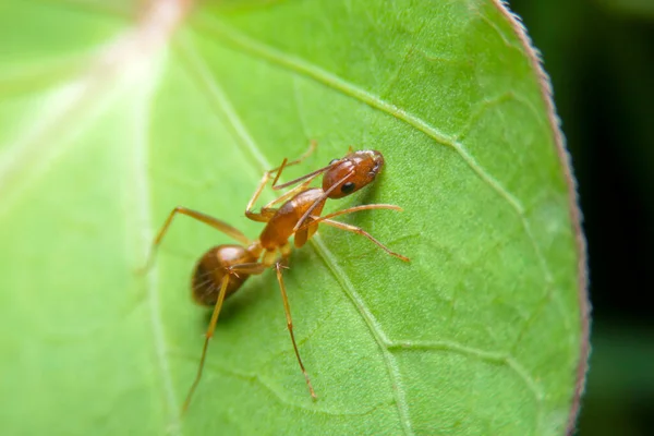 Zbliżenie Żółty Szalony Mrówka Zielony Liść — Zdjęcie stockowe