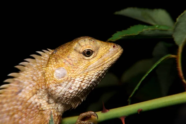 close-up oriental garden lizard, gold chameleon