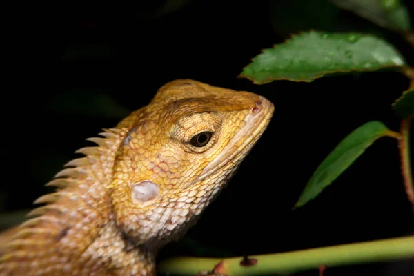 Close Oriental Garden Lizard Gold Chameleon — Stock Photo, Image