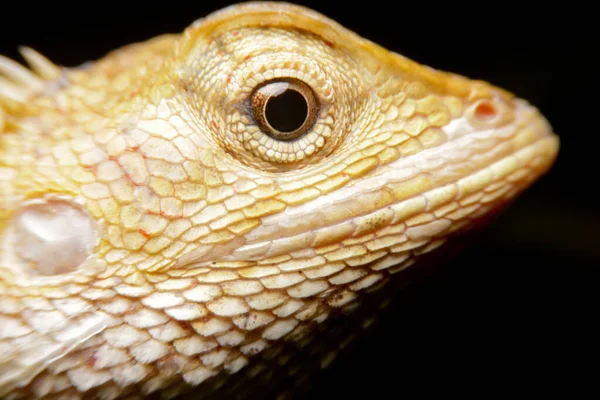 Close Oriental Garden Lizard Gold Chameleon — Stock Photo, Image