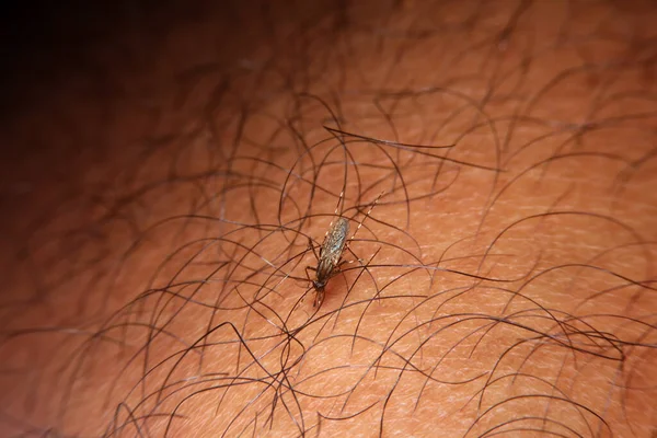 Primer Plano Hembra Mosquito Chupando Sangre Piel — Foto de Stock