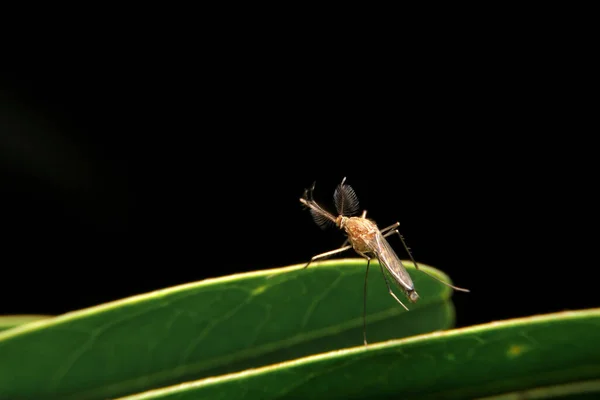 Zblízka Samec Komár Zeleném Listu Noční Čas — Stock fotografie