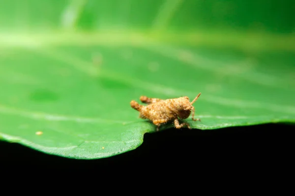 피그미 메뚜기를 — 스톡 사진