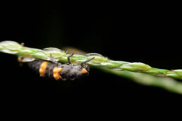 Larva Mariquita Cerca Coccinella Septempunctata —  Fotos de Stock