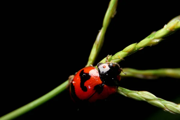 Close Ladybird Ladybug Night — Stock Photo, Image