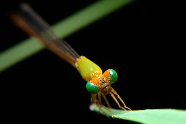 Close Dragonfly Night Time — Stock Photo, Image