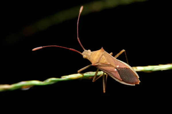 Zbliżenie Smukły Ryż Bug Nocy — Zdjęcie stockowe