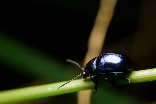 Close Blue Milkweed Beetle Chrysochus Cobaltinus Nature — Stock Photo, Image