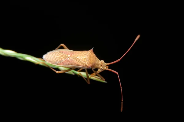 Close Slender Rice Bug Night Time — Stock Photo, Image