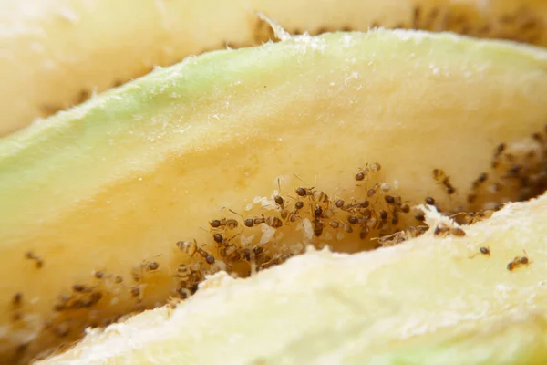 Yakın Çekim Tapinoma Seansı Kokulu Karınca Şeker Karınca Pis Kokulu — Stok fotoğraf