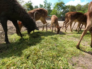 Yakın plan geyikler hayvanat bahçesinde ot yiyor.