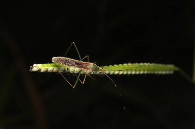 Pirinç böceği, Leptocorisa oratorius