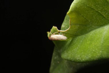 Yaprak sıçrayan, çayır kurbağası ya da çayır tükürük böceği