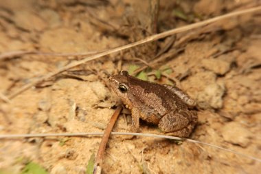 Boyalı koro kurbağası, Microhyla uşağı, Uşak Kurbağası