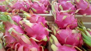 Çiftçiler tarafından üretilen ejderha meyvesi