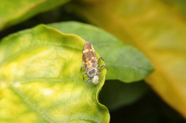 Coccinellidae larvaları yer. Mealybug, Lady Beetle, uğur böceği larvaları.