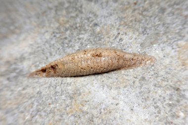 Duvarda peygamber devesi yumurtası var.