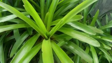 Yavaş çekim Paphiopedilum dışarı uzun yeşil yapraklar