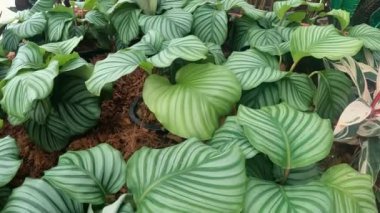 Yavaş çekim Calathea ya da folia bahçesi doğa yeşili
