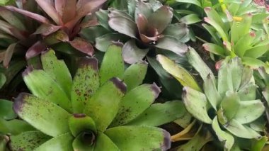 Yavaş çekim Bromeliad bahçe yeşili