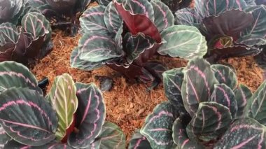 Yavaş çekim Calathea Roseopicta (Linden) Regel madalyon bahçesi doğa yeşili