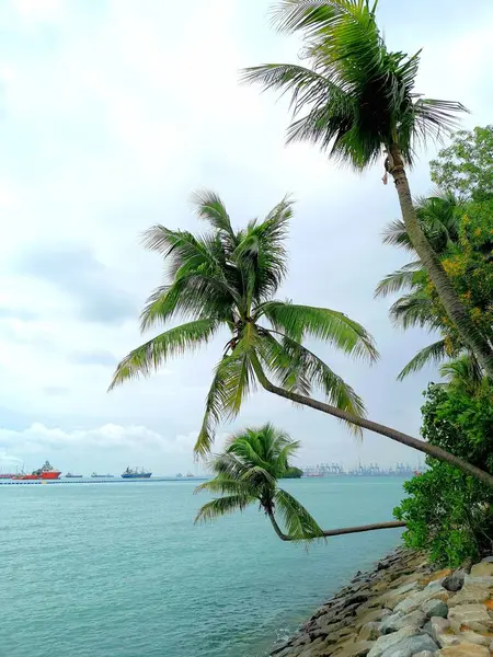 Palms with the sea in Singapore Sentosa
