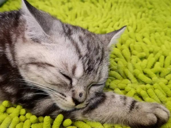 Close up view of grey sleeping shorthair cat resting on bed
