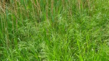 OCHAKIV, MYKOLAIV OBLAST, UKRAINE - MAY 7, 2018: Green wild grass and young reed fluttering in the wind. 4K