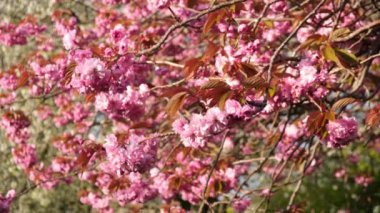 EDINBURGH, SCOTLAND, İngiltere - 24 Nisan 2023: Sakura kiraz çiçeği ilkbahar sabahı Edinburgh, İngiltere 'de - 4K, Handheld, Medium shot