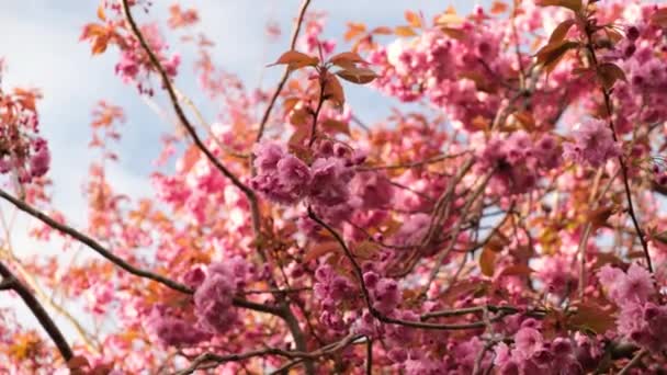 Edinburgh Scotland April 2023 Rosafarbene Sakura Kirschblüte Vor Blauem Himmel — Stockvideo