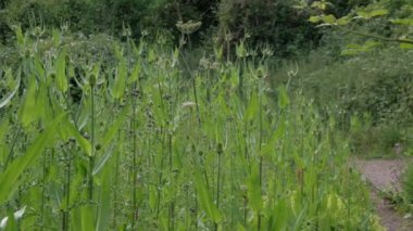EDINBURGH - 24 Haziran 2024: Edinburgh 'daki Duddingston Gölü' nün kıyısında büyüyen yeşil bitkilerin yakın görüntüsü.