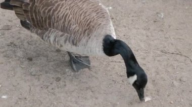 EDINBURGH - 24 Haziran 2024: İskoçya, Edinburgh 'daki Duddingston Gölünde yiyecek arayan Kanada kazı.