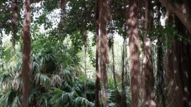 Santa CRUZ DE TENERIFE, İspanya - 3 Mart 2024: Santa Cruz de Tenerife, İspanya 'daki Palmetum' da kalın sarmaşıklı ve yemyeşil yapraklı yoğun bir ağaç tepe örtüsü.