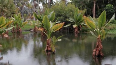 Santa CRUZ DE TENERIFE, İspanya - 3 Mart 2024: Sudan büyüyen ve suya yansıyan muz ağaçları ile tropik bir bahçede sakin bir gölet.