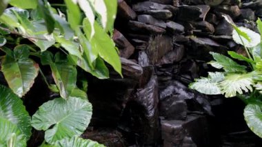 Santa Cruz de Tenerife, İspanya 'daki Palmetum botanik bahçesindeki kayalık bir duvardan küçük bir şelale akıyor..