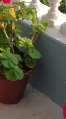 POKHARA, NEPAL - 16 HAZİRAN 2025: Güneşli, güzel bir balkon, dikey bir dizi renkli çiçekleri gösteren canlı kırmızı saksılar