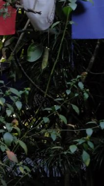 POKHARA, NEPAL - 16 HAZİRAN 2025: Renkli bayraklarla canlı yeşilliğin huzurlu manzarası, bir otelde ahenkli bir açık hava sahnesi yakalamak, dikey