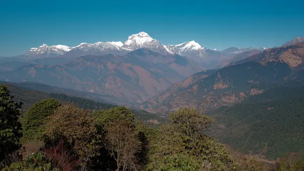 GHOREPANI, NEPAL - 10 HAZİRAN 2025: Nepal 'deki Ghorepani' den Himalayaların sakin manzarası, doğal güzelliği ve canlı flora, pan,.