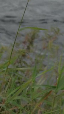 AUCHINSTARRY, NORTH LANARKSHIRE, SCOTLAND, İngiltere - 18 AĞUSTOS 2024: Reed ve yeşillik rüzgârda sallanıyor Forth ve Clyde Canal 'daki Auchinstarry Marina' nın arka planında kuğular ve ördekler var.
