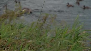 AUCHINSTARRY, NORTH LANARKSHIRE, SCOTLAND, İngiltere - 18 AĞUSTOS 2024: Reed ve yeşillik rüzgârda sallanıyor Forth ve Clyde Canal 'daki Auchinstarry Marina' nın arka planında kuğular ve ördekler var.