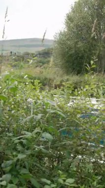 AUCHINSTARRY, Kuzey LANARKSHIRE, SCOTLAND, İngiltere - 18 AĞUSTOS 2024: Auchinstarry Marina 'da yaz yürüyüşü, bereketli bir yaz gününde yemyeşil ile çevrili geleneksel turkuaz tekne.