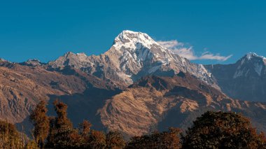 TADAPANI, NEPAL - 11 Ocak 2025: Annapurna Güney Majestic zirvesi sabah güneşi altında mavi gökyüzü, turuncu yapraklar ön planda.